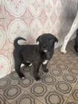 Stella, bela