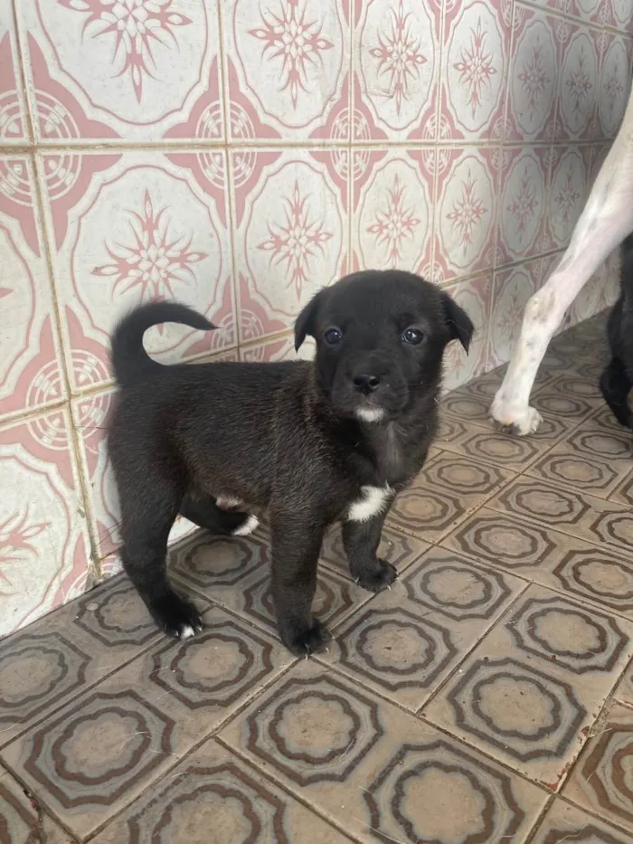 Cachorro ra a Vira lata idade Abaixo de 2 meses nome Stella, bela