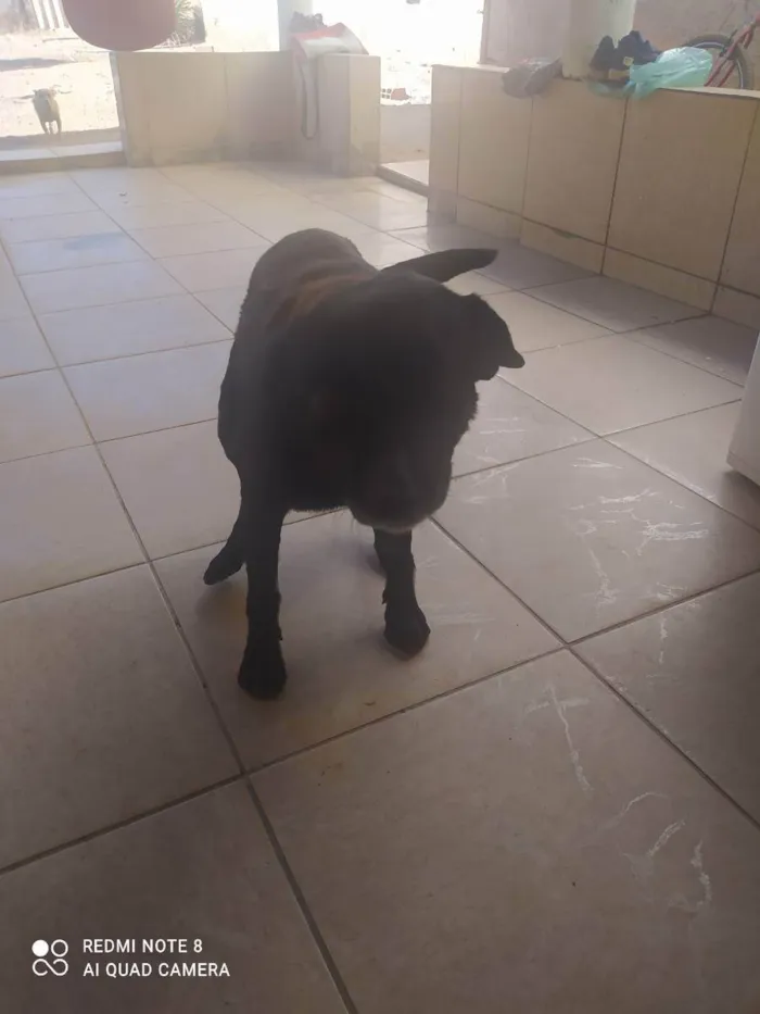 Cachorro ra a Indeferido  idade 5 anos nome Negao