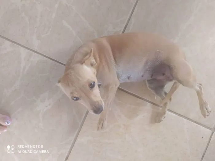 Cachorro ra a Indefinido  idade 4 anos nome Nina