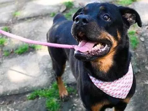 Cachorro raça Rotwailler  idade 6 ou mais anos nome Sara