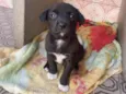 Stella, bela