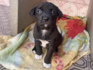 Cachorro raça Vira lata idade Abaixo de 2 meses nome Stella, bela
