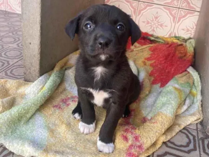Cachorro ra a Vira lata idade Abaixo de 2 meses nome Stella, bela