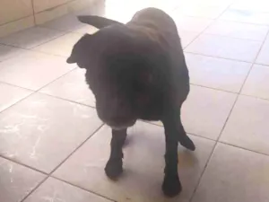 Cachorro raça Indeferido  idade 5 anos nome Negao