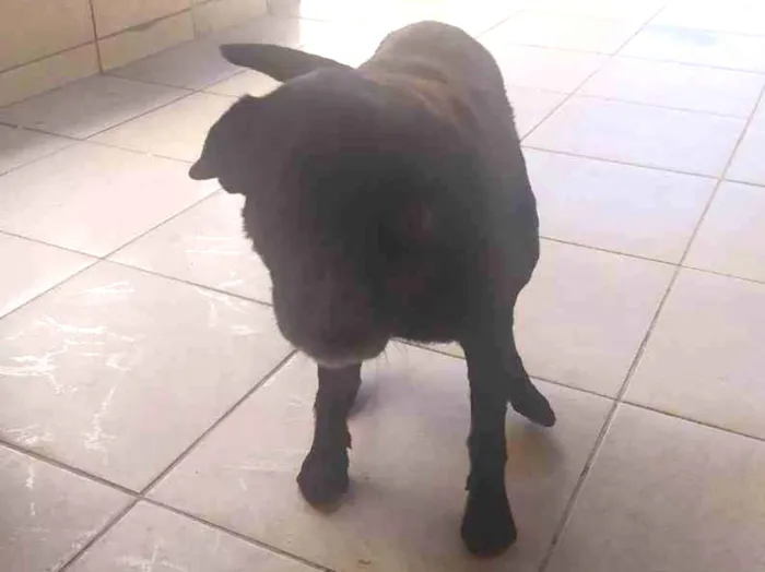 Cachorro ra a Indeferido  idade 5 anos nome Negao