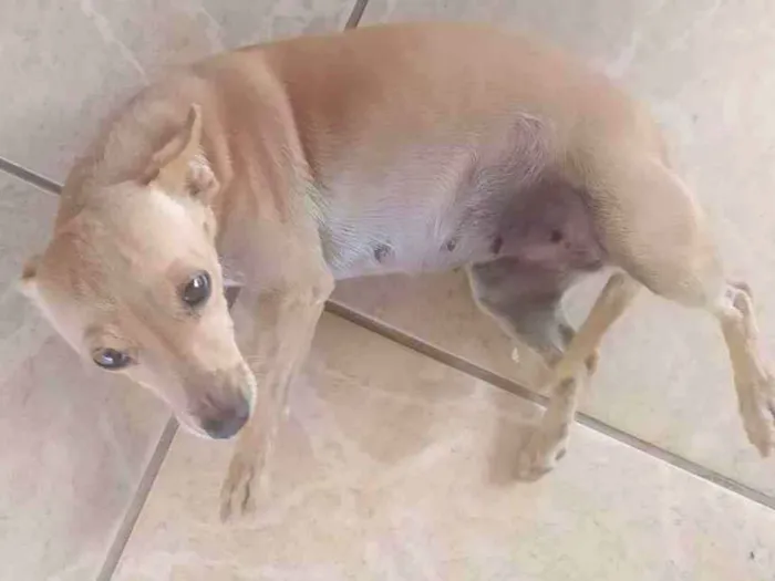 Cachorro ra a Indefinido  idade 4 anos nome Nina