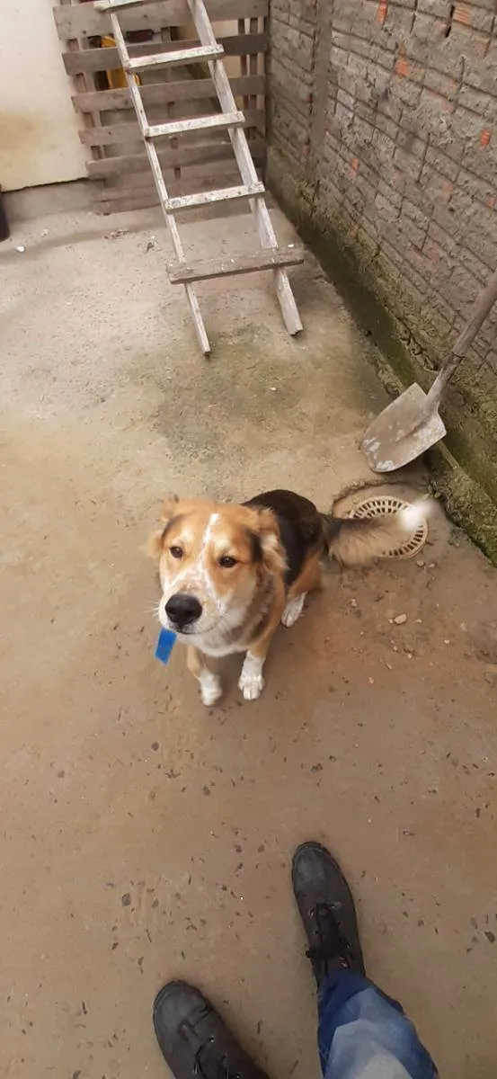 Cachorro ra a Vira latas idade 1 ano nome Tucker