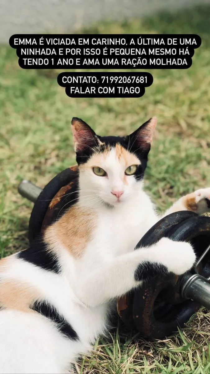 Gato ra a  idade 1 ano nome Emma