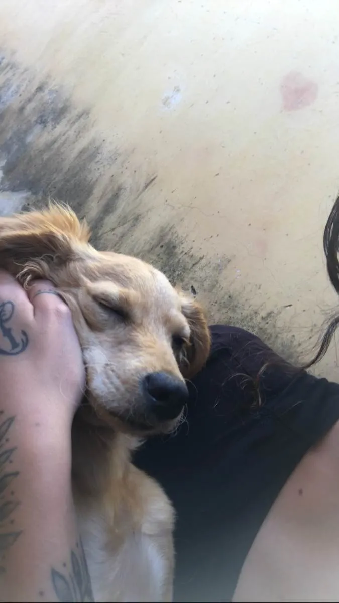 Cachorro ra a Vira lata idade 7 a 11 meses nome Lilica