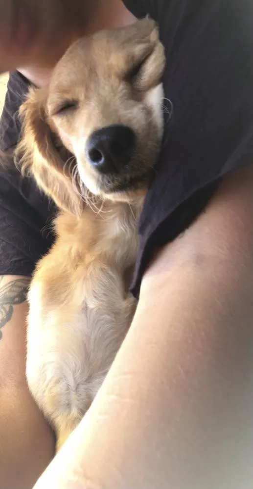 Cachorro ra a Vira lata idade 7 a 11 meses nome Lilica