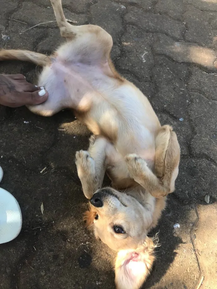 Cachorro ra a Vira lata idade 7 a 11 meses nome Lilica