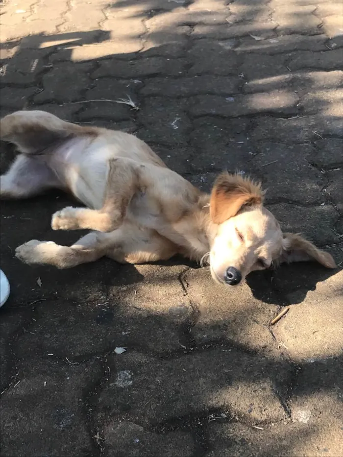 Cachorro ra a Vira lata idade 7 a 11 meses nome Lilica