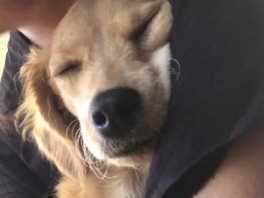 Cachorro ra a Vira lata idade 7 a 11 meses nome Lilica