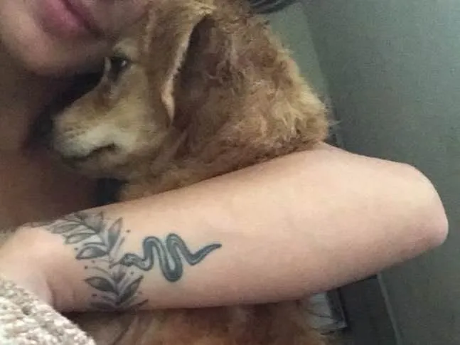 Cachorro ra a Vira lata idade 7 a 11 meses nome Lilica