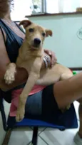Cacau