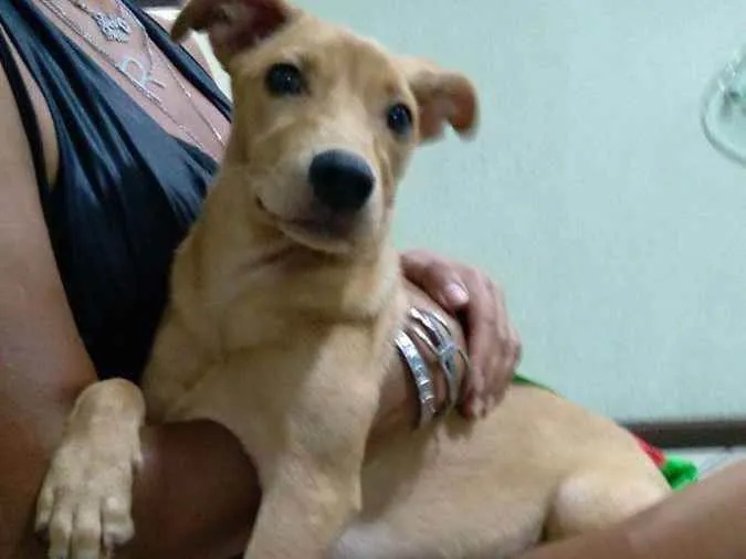 Cachorro ra a Srd idade 7 a 11 meses nome Cacau 