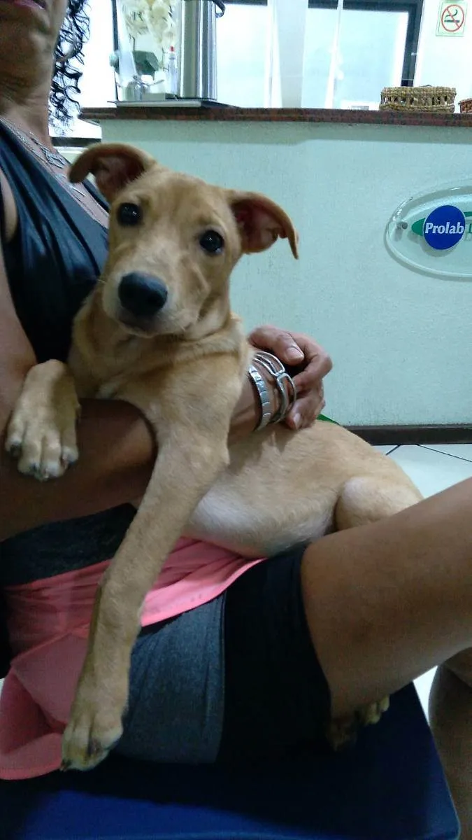 Cachorro ra a Srd idade 7 a 11 meses nome Cacau 