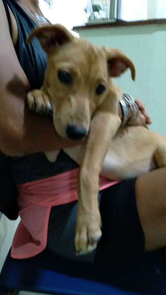 Cachorro ra a Srd idade 7 a 11 meses nome Cacau 
