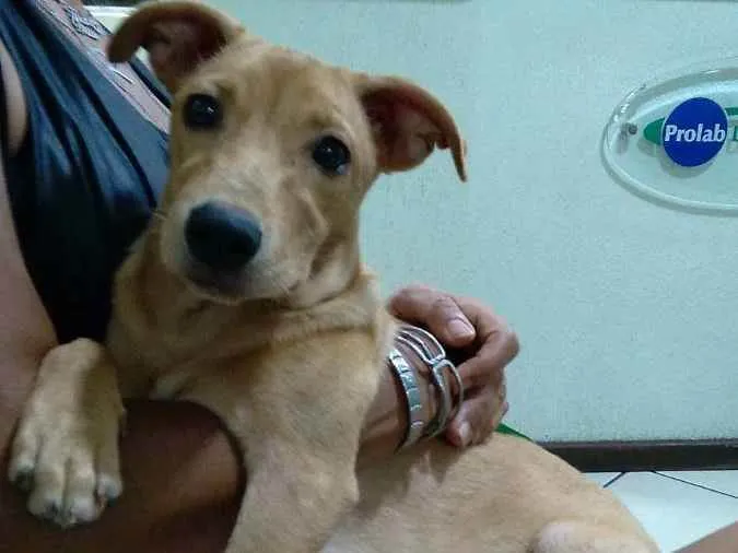 Cachorro ra a Srd idade 7 a 11 meses nome Cacau 