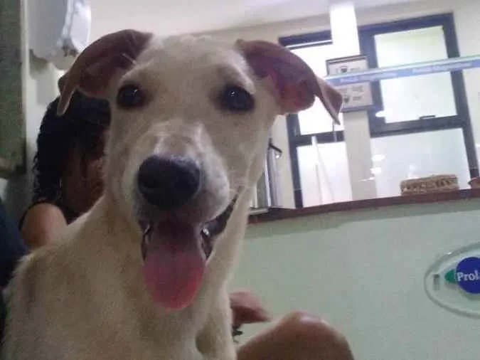 Cachorro ra a Srd idade 2 a 6 meses nome Lua
