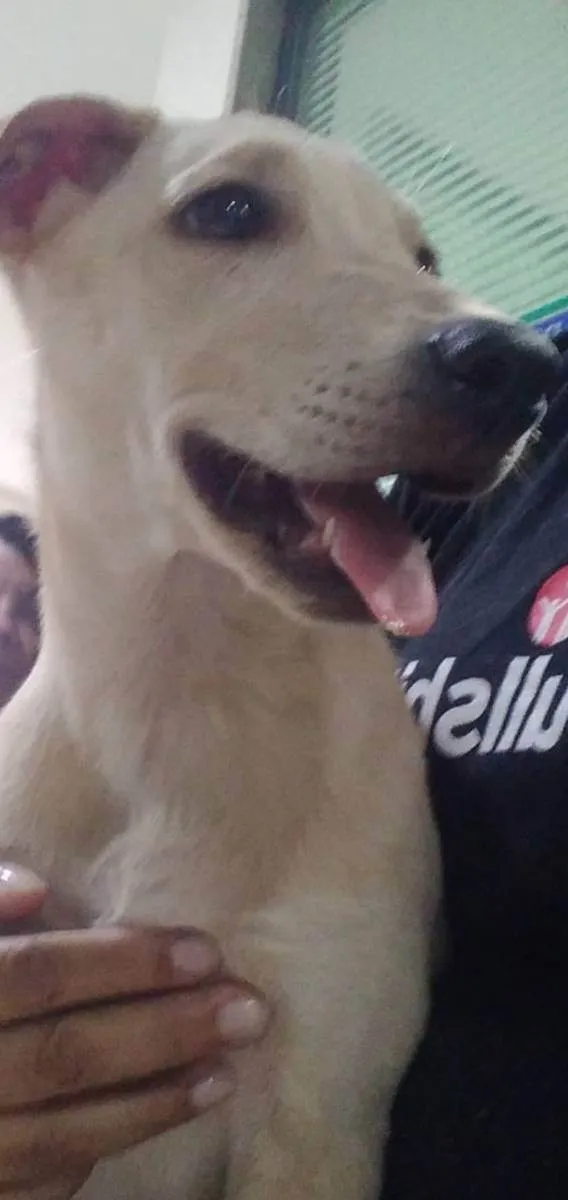 Cachorro ra a Srd idade 2 a 6 meses nome Lua