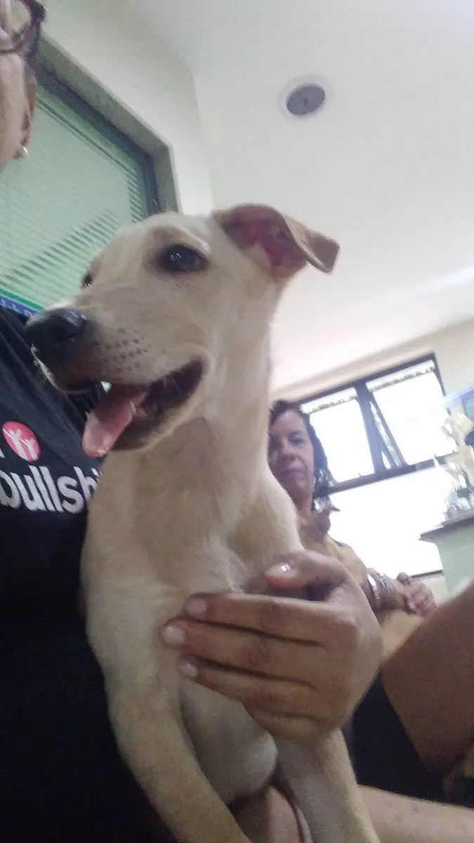 Cachorro ra a Srd idade 2 a 6 meses nome Lua