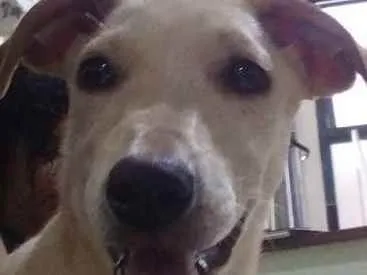 Cachorro ra a Srd idade 2 a 6 meses nome Lua