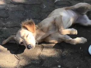 Cachorro raça Vira lata idade 7 a 11 meses nome Lilica