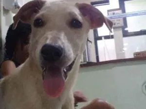 Cachorro raça Srd idade 2 a 6 meses nome Lua
