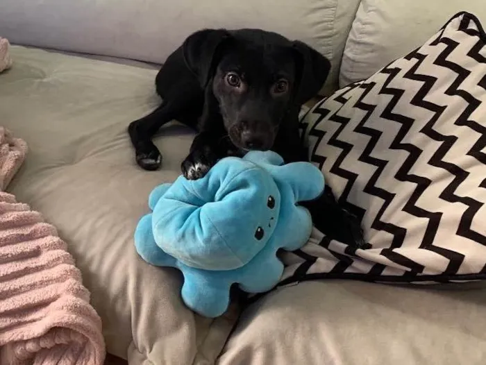 Cachorro raça Srd idade 1 ano nome Tokio 