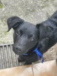 Cachorro raça SRD idade 7 a 11 meses nome Maia 