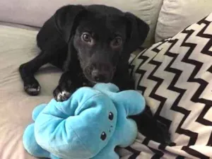 Cachorro raça Srd idade 1 ano nome Tokio 