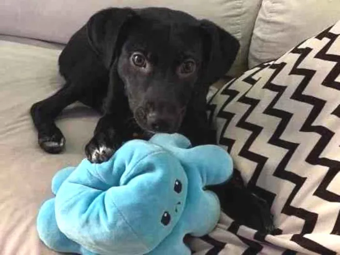 Cachorro raça Srd idade 1 ano nome Tokio 