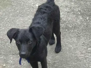 Cachorro raça SRD idade 7 a 11 meses nome Maia 
