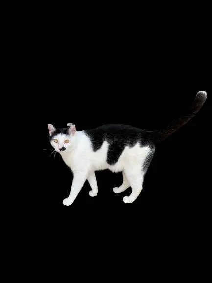Gato raça SRD idade 1 ano nome Don