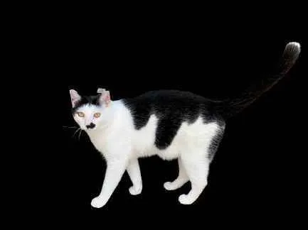 Gato raça SRD idade 1 ano nome Don