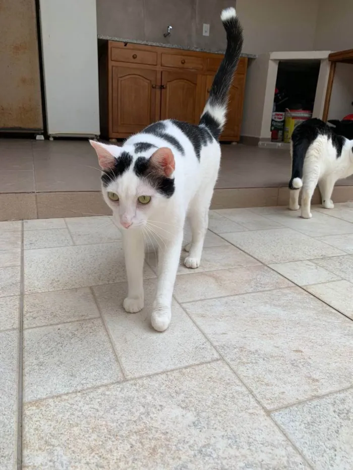 Gato raça SRD idade 1 ano nome Steve
