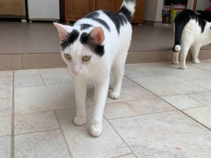 Gato raça SRD idade 1 ano nome Steve