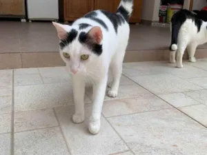 Gato raça SRD idade 1 ano nome Steve