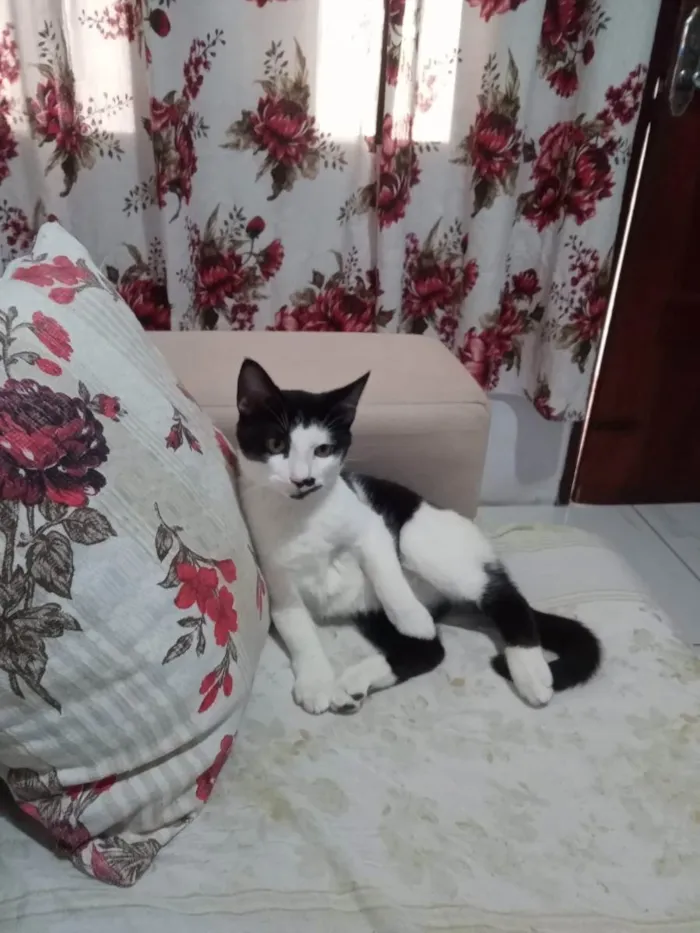 Gato ra a SRD idade 2 a 6 meses nome Zé Bonitinho