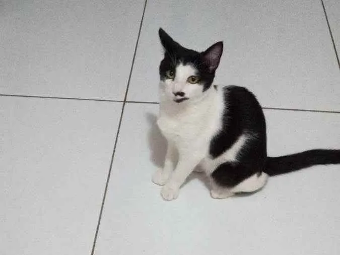 Gato ra a SRD idade 2 a 6 meses nome Zé Bonitinho