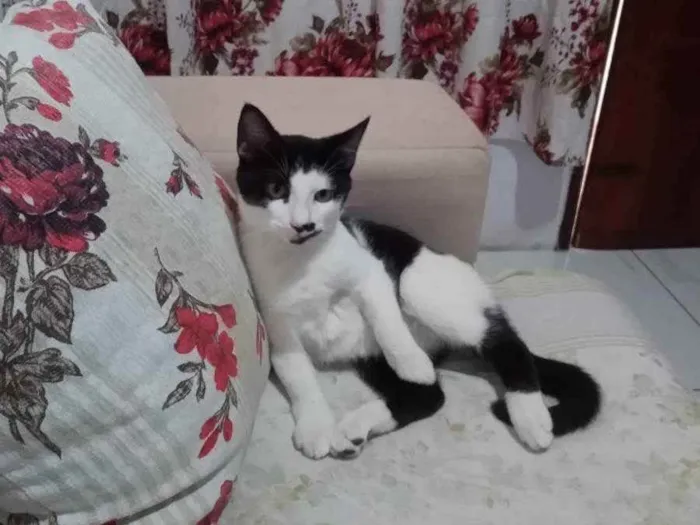 Gato ra a SRD idade 2 a 6 meses nome Zé Bonitinho