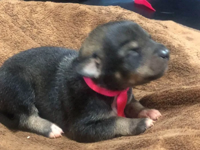 Cachorro ra a Sem raça definida idade Abaixo de 2 meses nome Sem nome