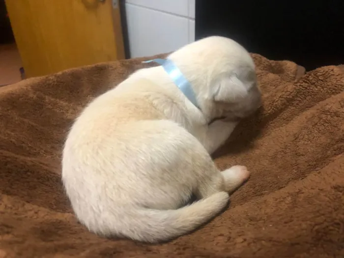 Cachorro ra a Sem raça definida idade Abaixo de 2 meses nome Sem nome