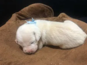 Cachorro raça Sem raça definida idade Abaixo de 2 meses nome Luke