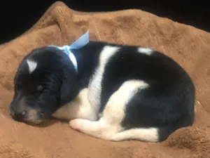 Cachorro raça Sem raça definida idade Abaixo de 2 meses nome Max