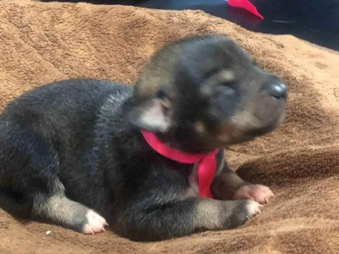 Cachorro ra a Sem raça definida idade Abaixo de 2 meses nome Pretinha