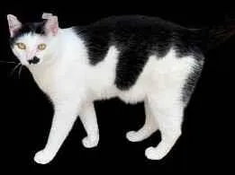 Gato raça SRD idade 1 ano nome Don