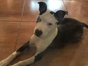 Cachorro raça Pitbull idade 2 a 6 meses nome Costelinha